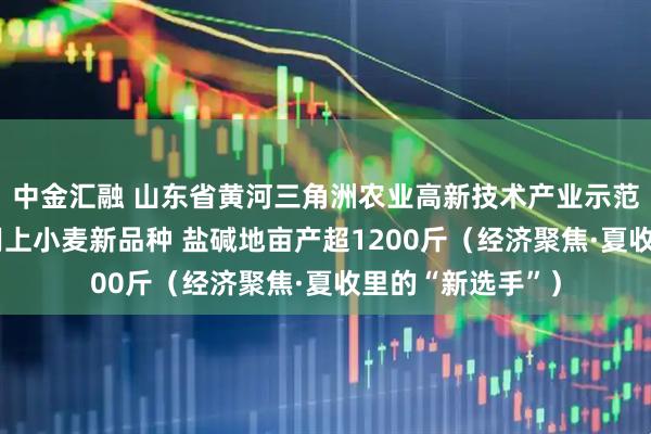 中金汇融 山东省黄河三角洲农业高新技术产业示范区种粮大户——用上小麦新品种 盐碱地亩产超1200斤（经济聚焦·夏收里的“新选手”）