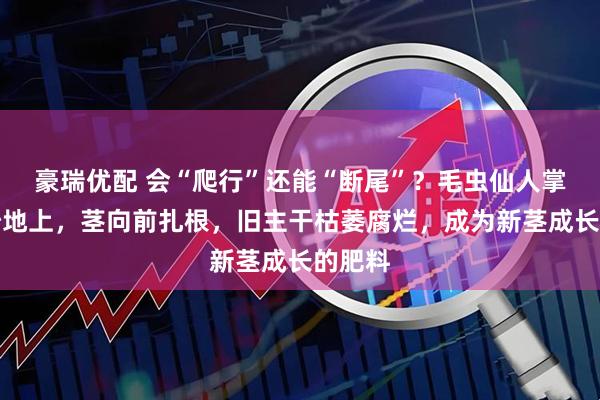 豪瑞优配 会“爬行”还能“断尾”？毛虫仙人掌爬在沙地上，茎向前扎根，旧主干枯萎腐烂，成为新茎成长的肥料